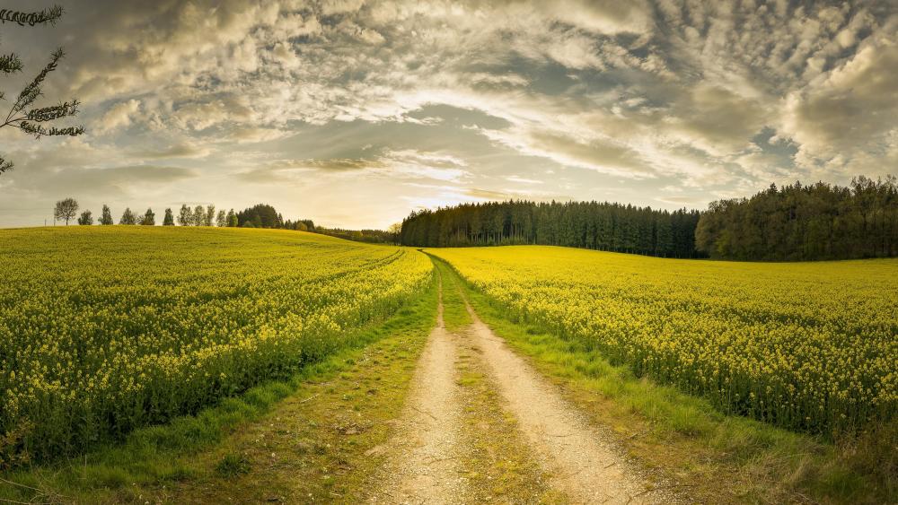 Dirt road in a yellow canola field wallpaper