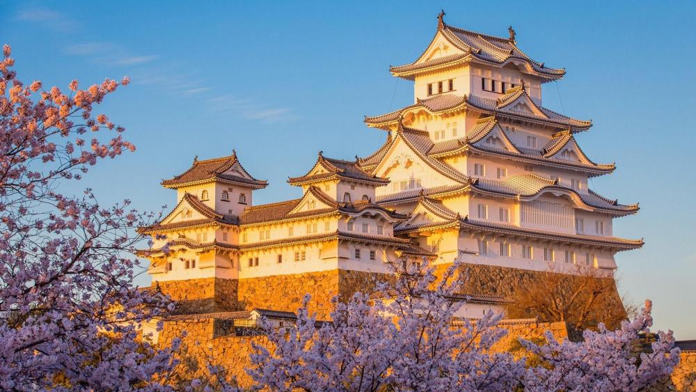Himeji Castle Cherry Blossom Spot wallpaper