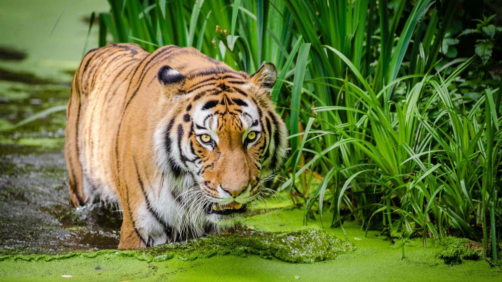 Tiger in swamp wallpaper