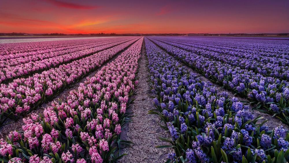 Spring sunset in Hyacinth field wallpaper