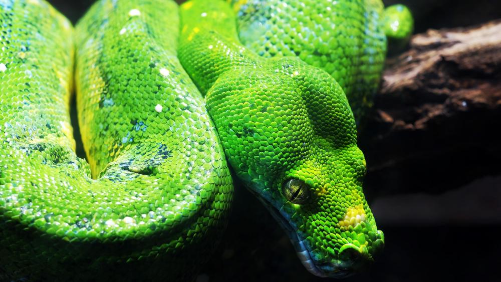 Green tree python wallpaper
