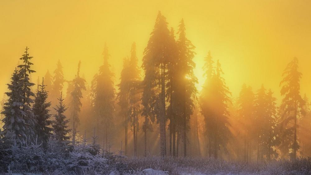 Yellow sunbeams through the winter forest wallpaper