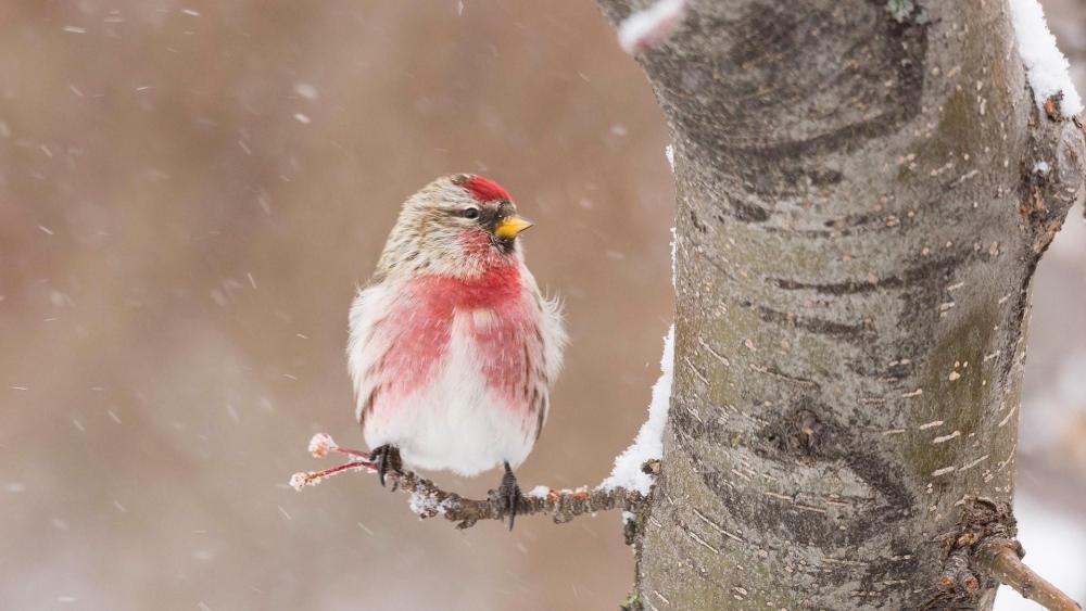 Little bird in the snowfall wallpaper