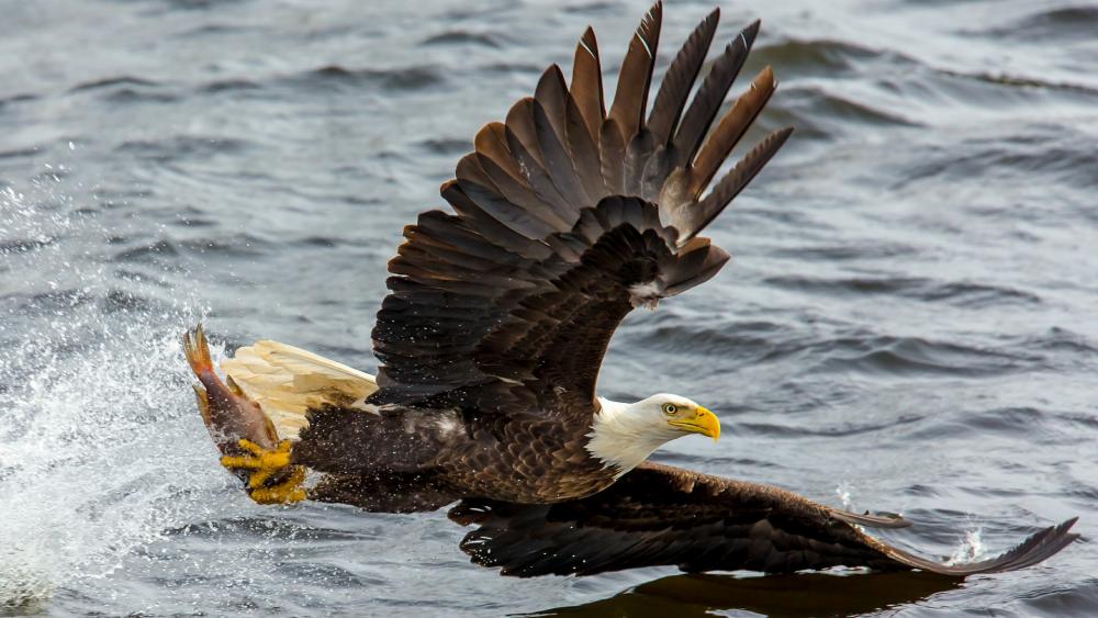 Fishing Bald Eagle wallpaper