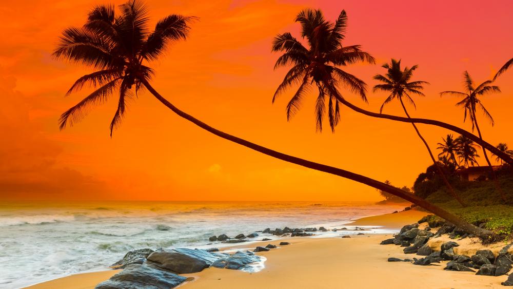 Summer sunset (Sri Lanka) wallpaper