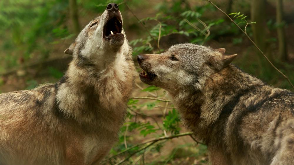 Howling wolves wallpaper
