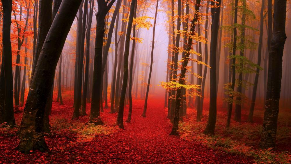 Foggy autumn forest path wallpaper