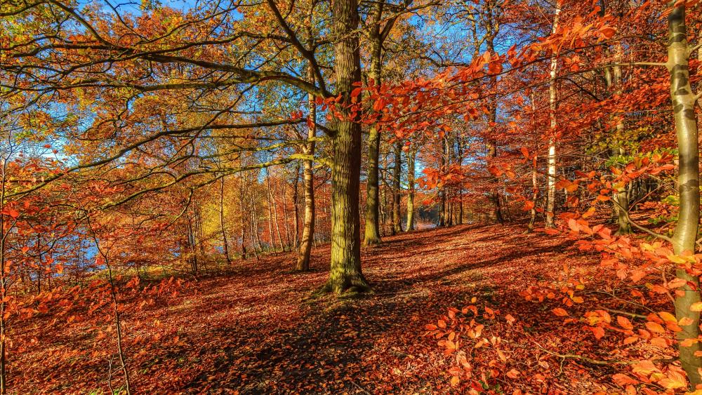 Sunny autumn forest wallpaper