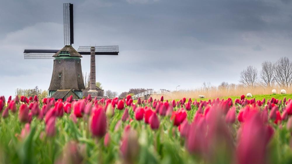 Tulip farm in Alkmaar polder wallpaper