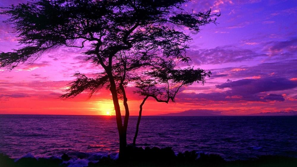 Lone tree silhouette in the sunset wallpaper