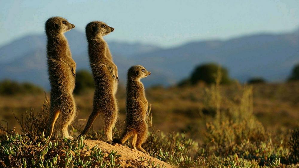 Meerkats wallpaper