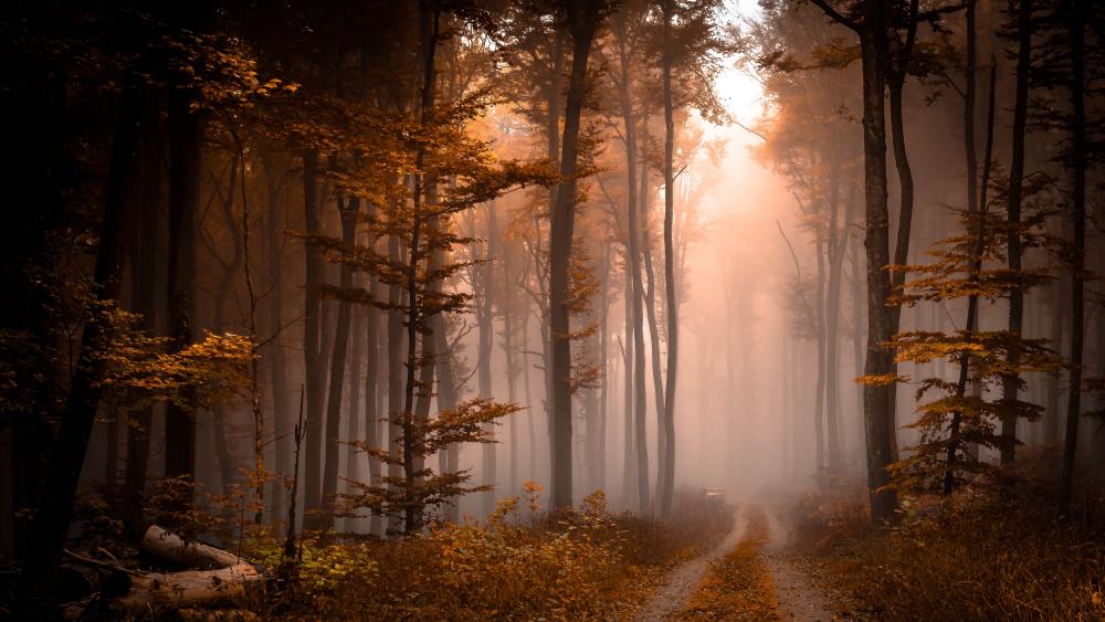 Foggy fall forest pathway wallpaper