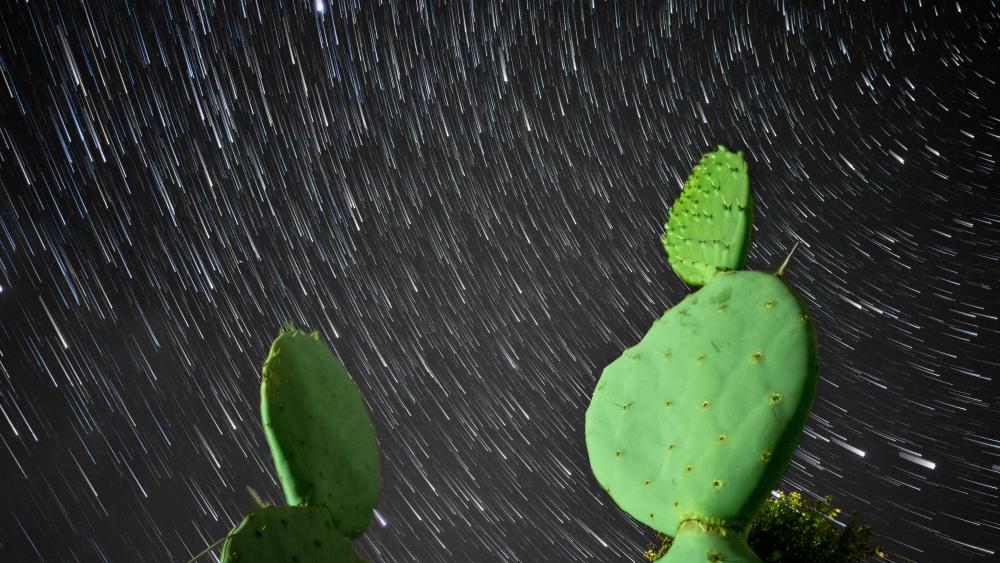Prickly pear cactus under the star trails wallpaper