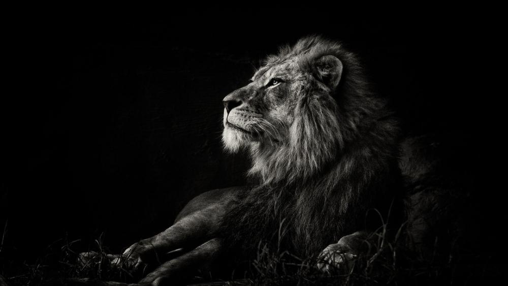Majestic Lion in Monochrome Elegance wallpaper