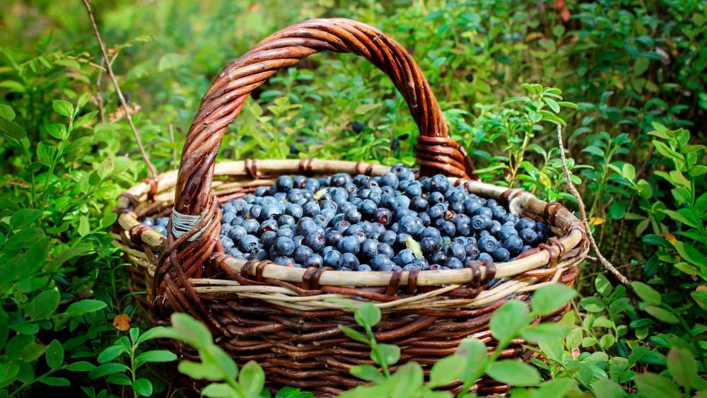 A basket of blueberries wallpaper