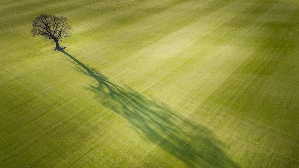 Lone tree with huge shadow wallpaper