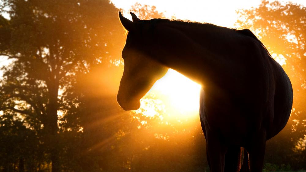 Horse Sillouette wallpaper