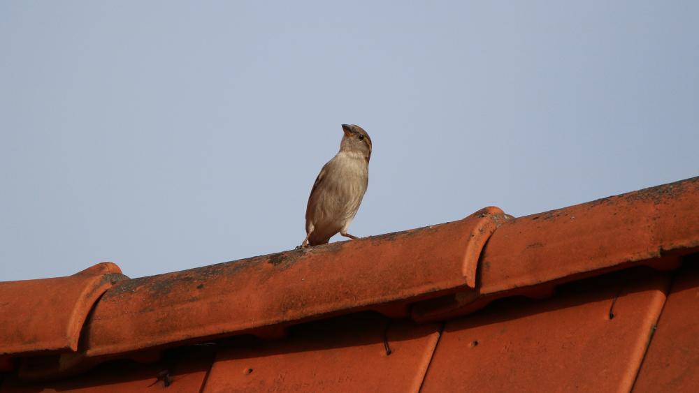 Curious sparrow wallpaper