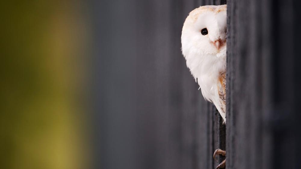 Barn owl wallpaper