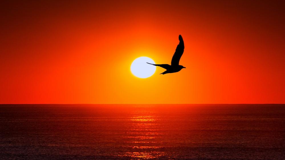 Bird silhouette in sunset wallpaper