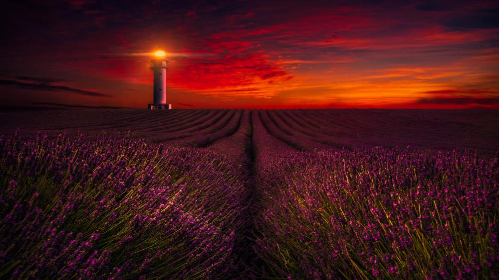 Lavender field at sunset wallpaper