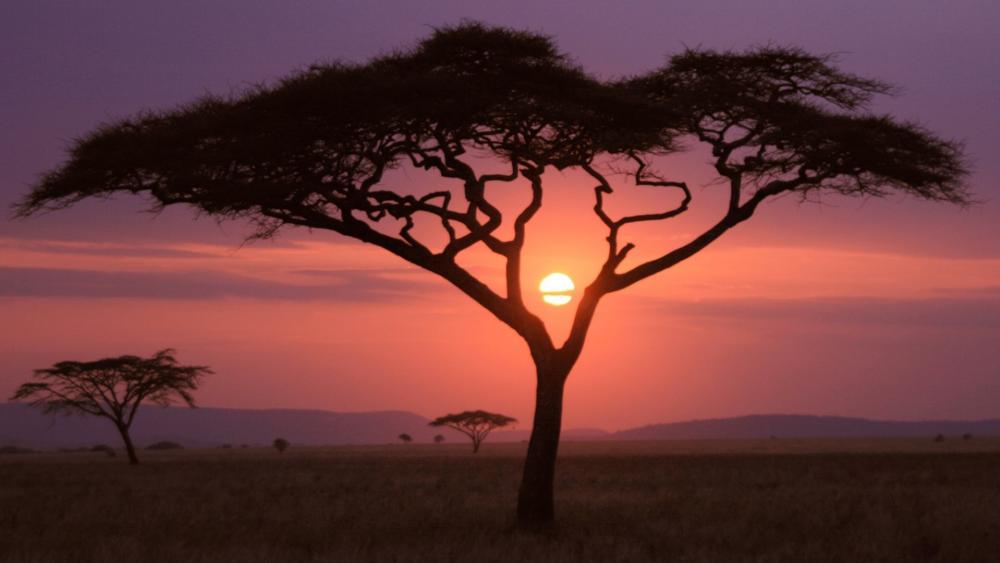 African sunset wallpaper