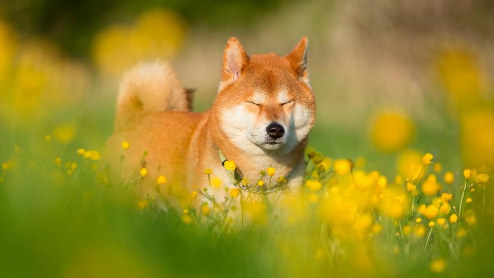 Shiba Inu dog in a flower field wallpaper