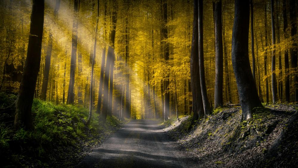 Sunlight in the forest wallpaper