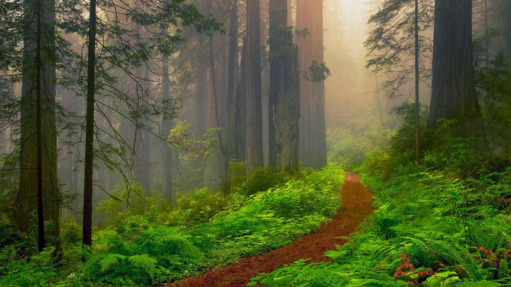 Redwood National Park forest path wallpaper
