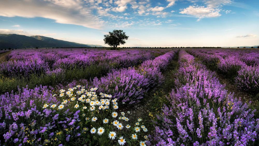 Lavender-Farm Station (Japan) wallpaper