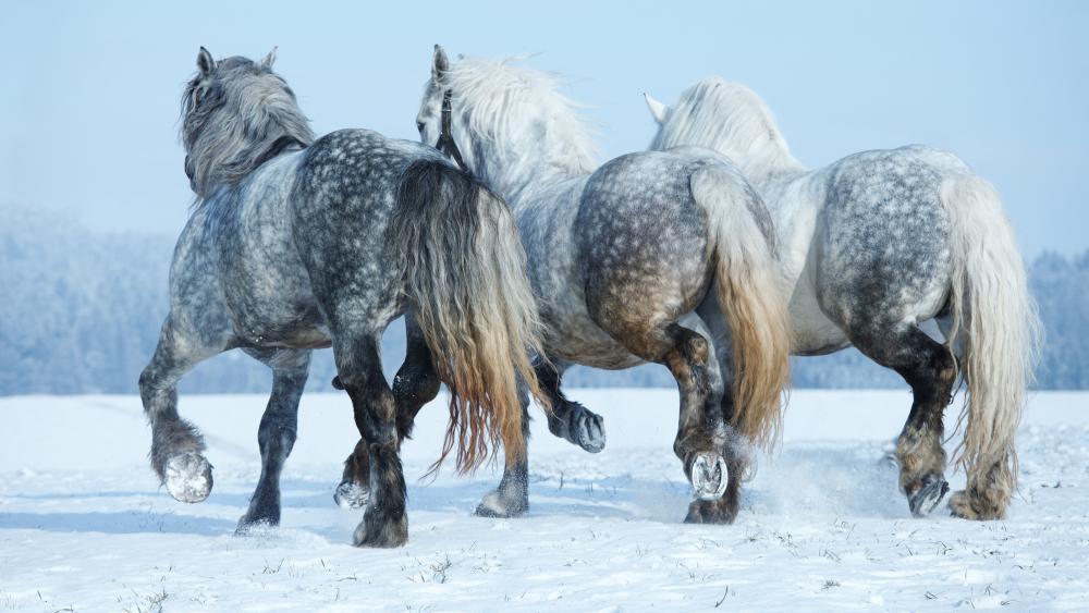 Horses in snow wallpaper