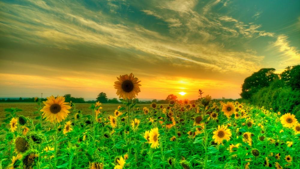 Sunflower field wallpaper