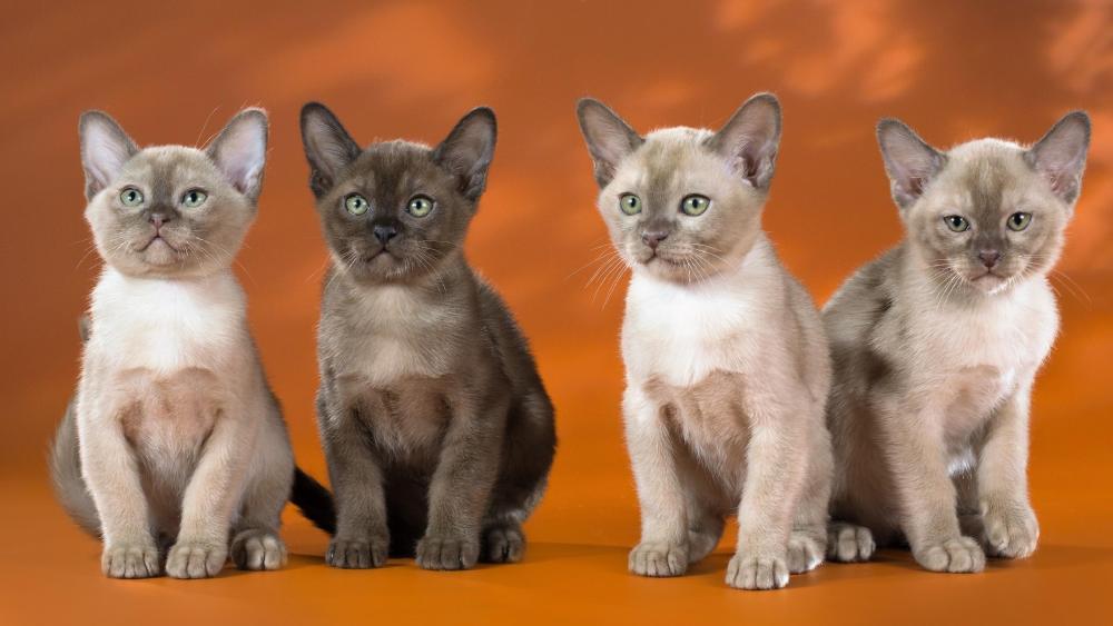 Four cats wallpaper