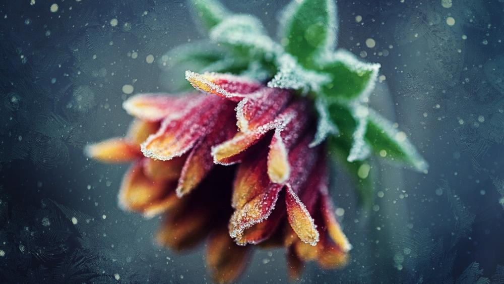 Frozen flower wallpaper