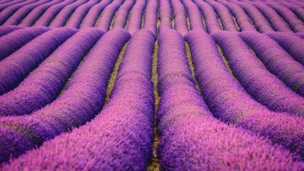 Valensole Plateau lavender blossom wallpaper