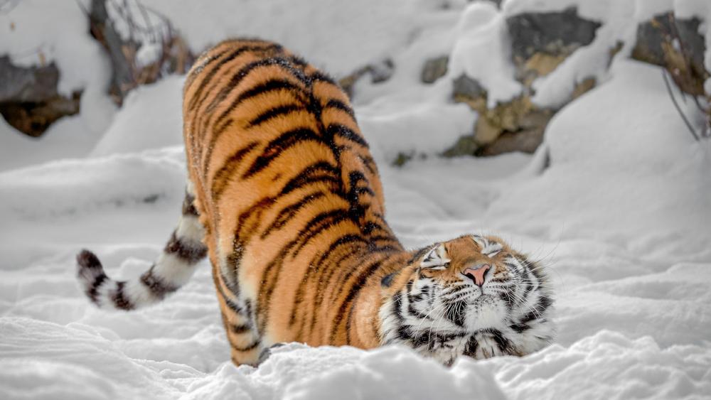 Stretching tiger wallpaper