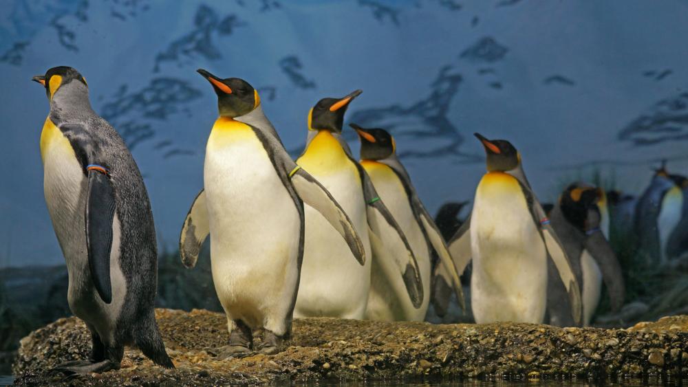 King penguins wallpaper