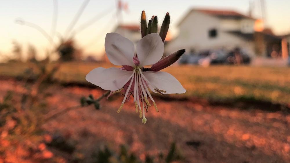 Pink Flower in Fall wallpaper