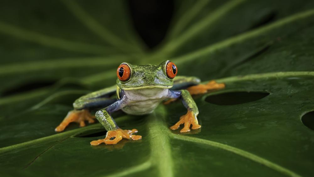 Frog on a leaf wallpaper