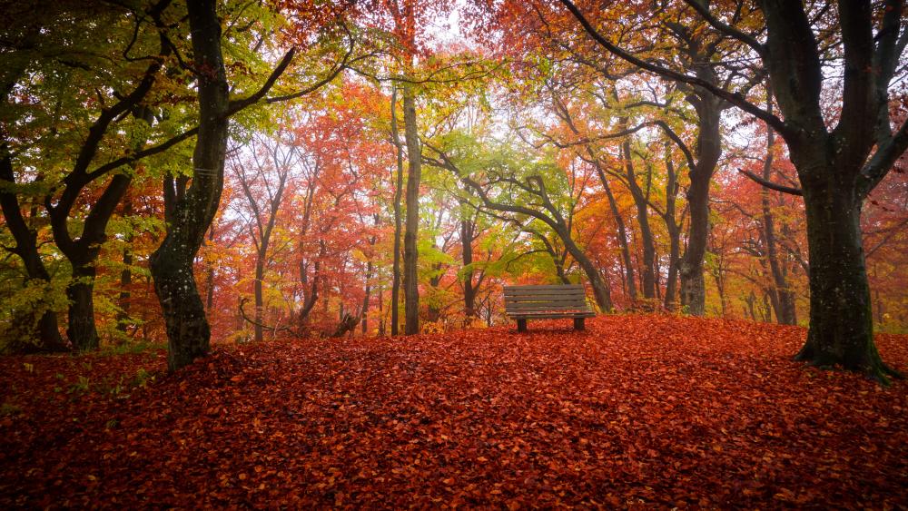 Autumn park with a bench wallpaper