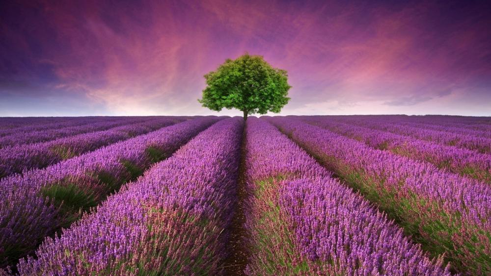 Lavender field in Provance wallpaper