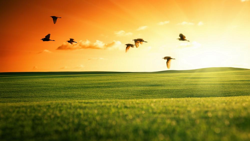 Flying Birds in the field wallpaper