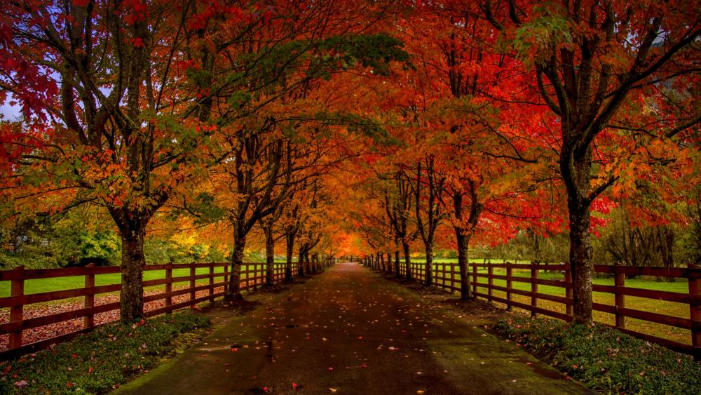 Autumn country side road wallpaper