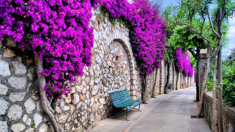 Pathway bench in Capri wallpaper