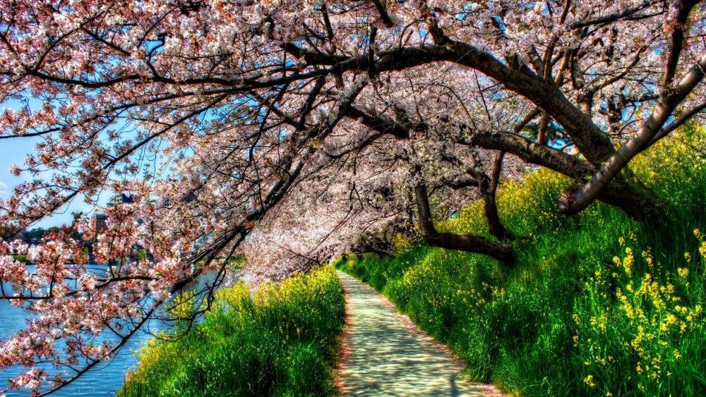 Lakeside cherry blossom wallpaper