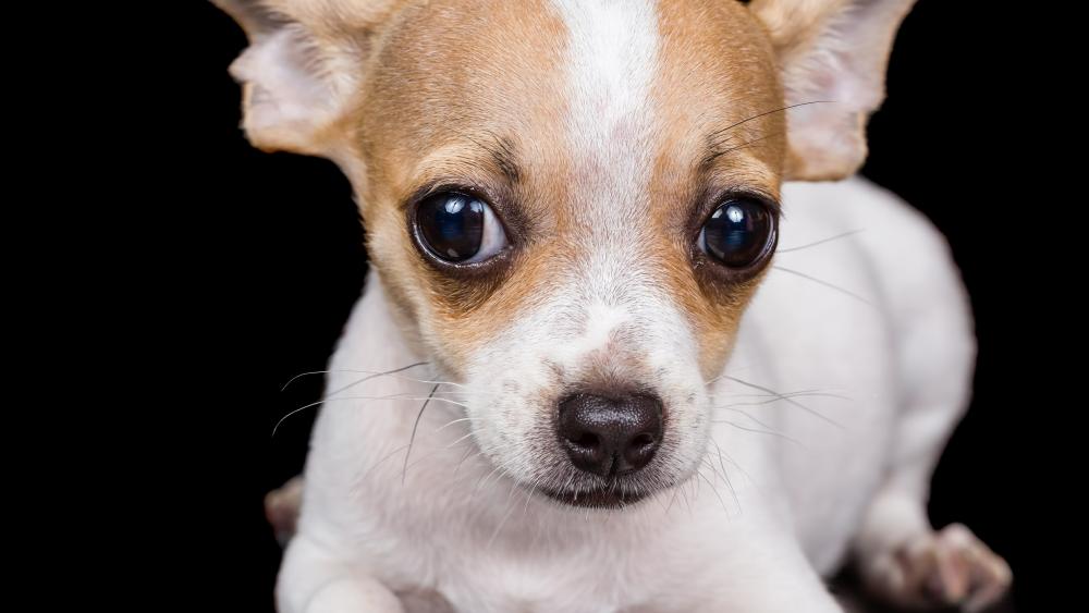 Chihuahua puppy wallpaper