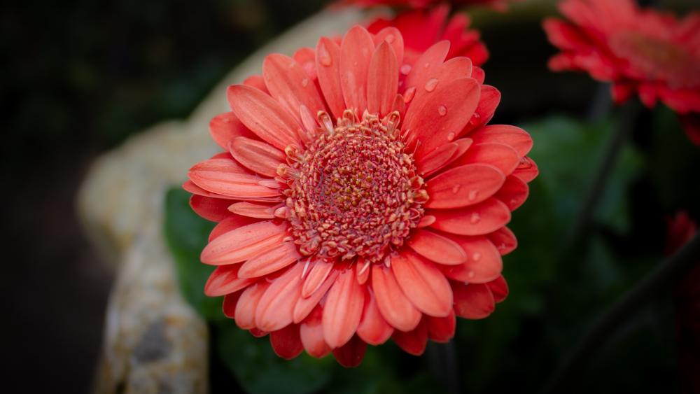 Red flower wallpaper