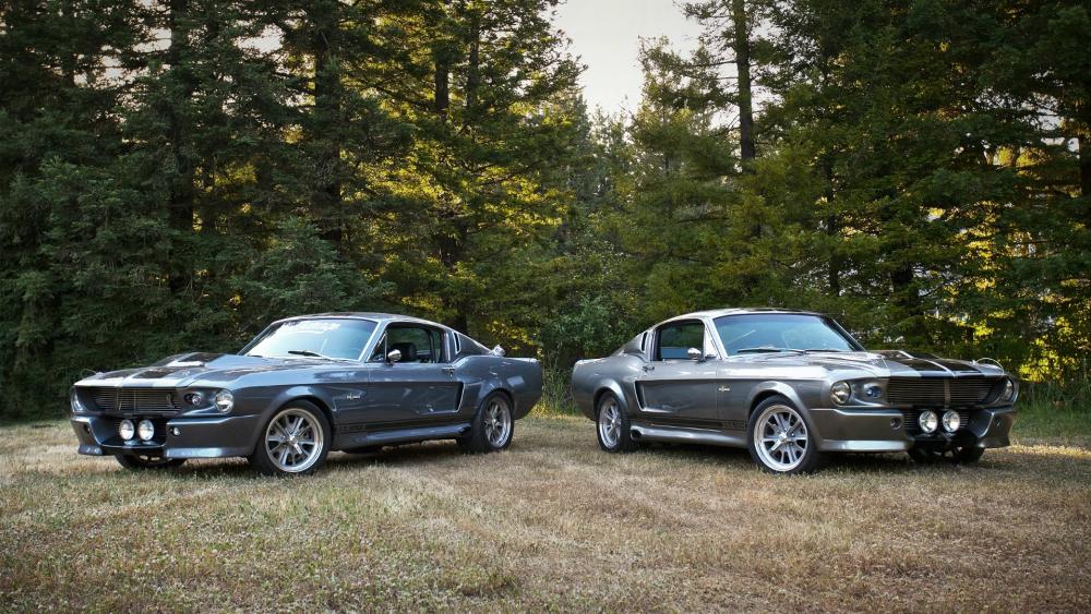Twin Mustangs in a Rustic Meadow wallpaper
