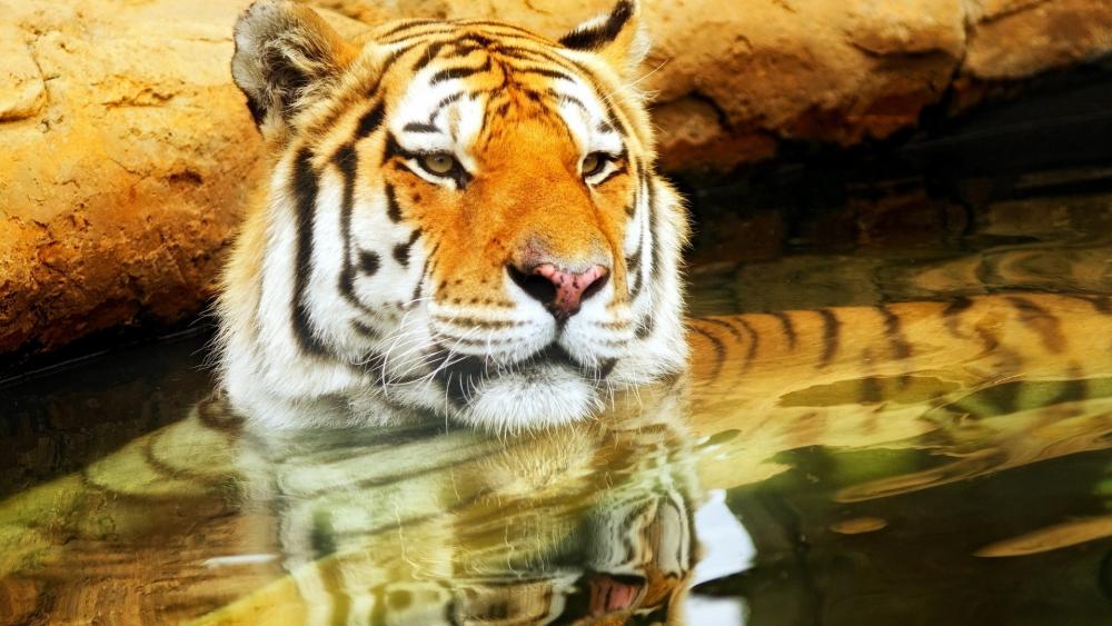 Tiger cooling off in the water wallpaper