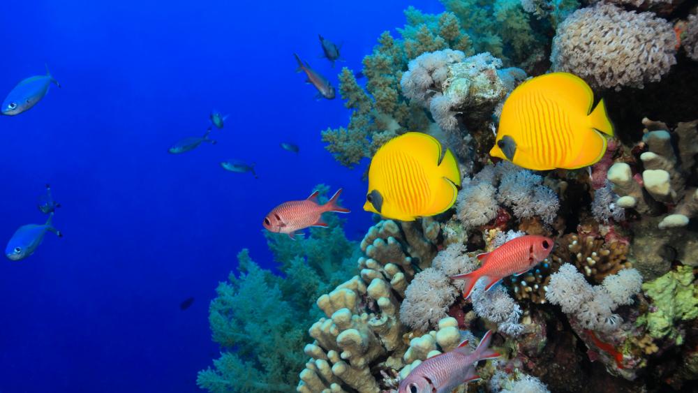 Coral Reef Fishes wallpaper